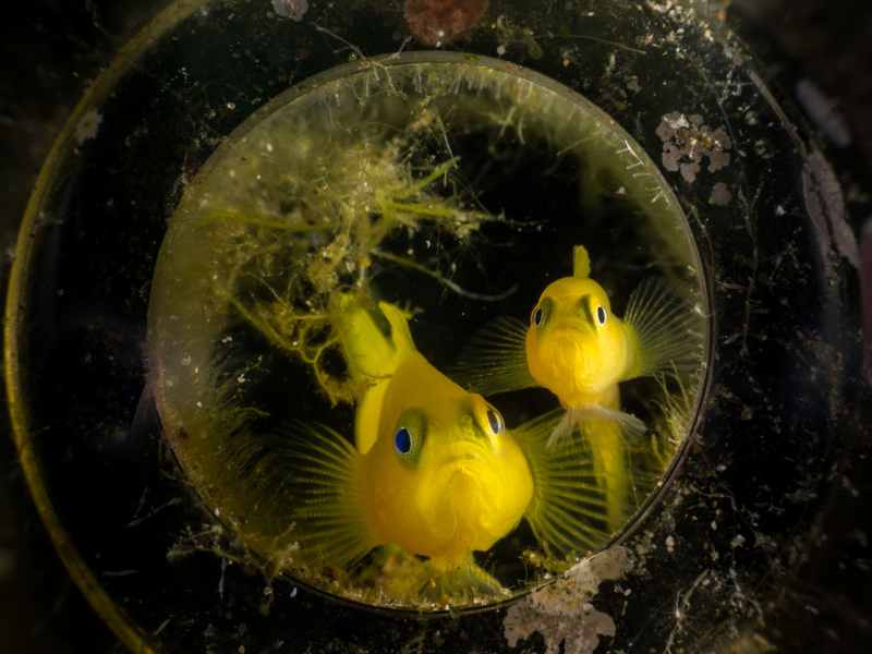 Illustration for article titled Las mejores fotos submarinas de 2018 son una ventana a una dimensión paralela oculta bajo el agua